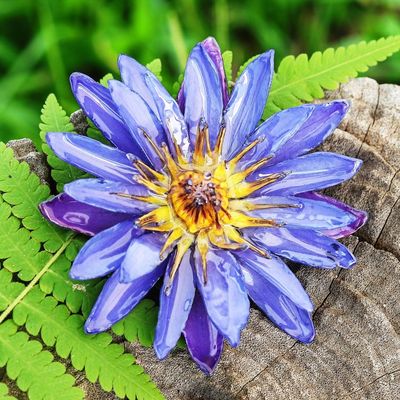 Alternate image for Spring-Themed Resin-Coated Purple Waterlily Bloom Brooch Pin Magical Rebirth
